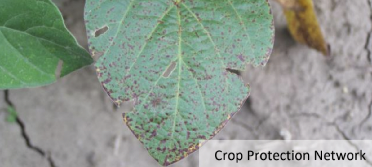 Fig 3: Early symptoms of septoria brown spot