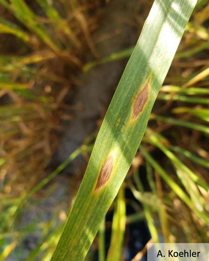 Fig 1: Lesions of Septoria nodorum blotch (glume blotch) on wheat leaf