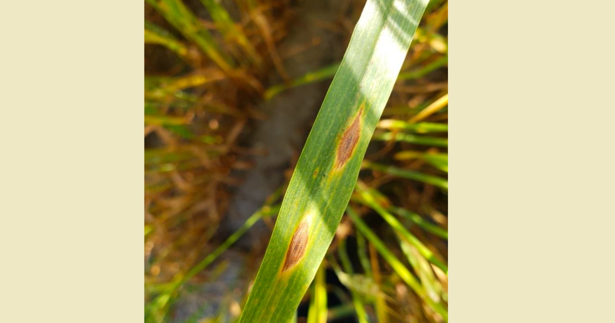 bar6 - 1 Fig 1: Lesions of Septoria nodorum blotch (glume blotch) on wheat leaf