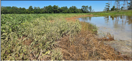 Figure 2: Stormwater surge and high tides reducing yields along coastal Delmarva fields. Photos courtesy: Jarrod Miller