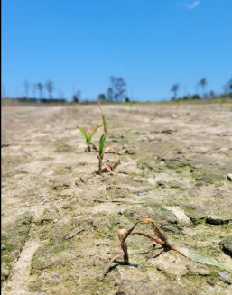 Germinating younger plant