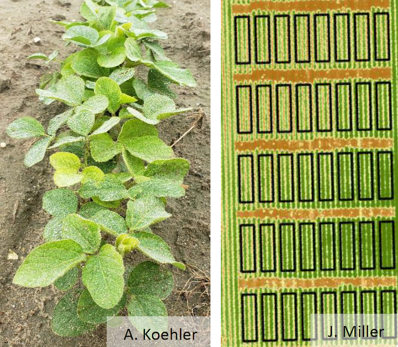 Soybeans with healthy looking foliage, but high levels of SCN in the soil (A); Light green areas showing stunted plants with reduced biomass due to SCN (B)