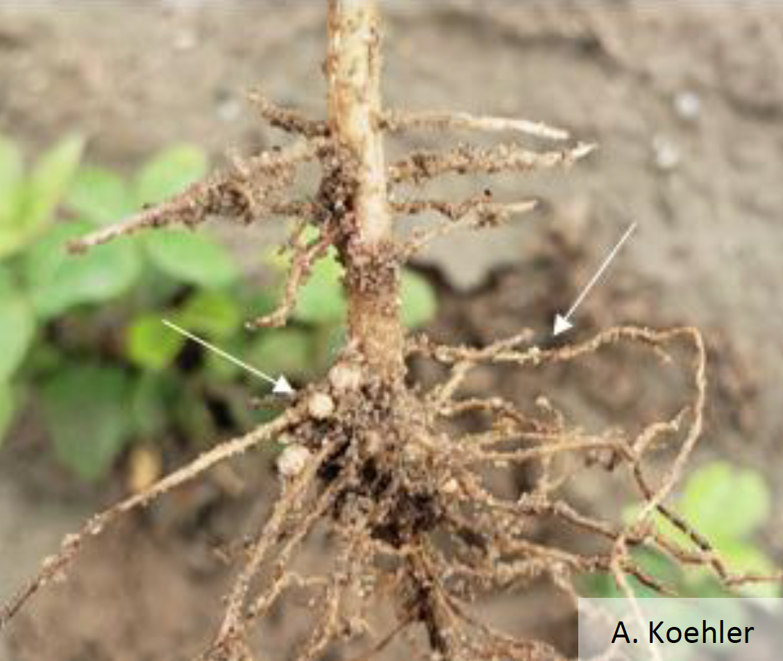 Soybean root system with nodulation and SCN females