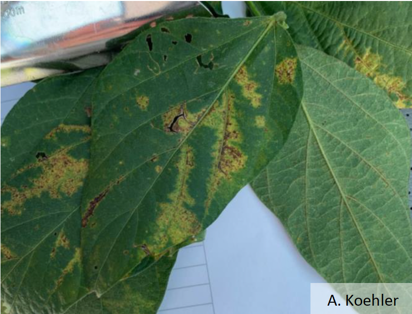 Soybean vein necrosis virus lesions on a soybean leaf