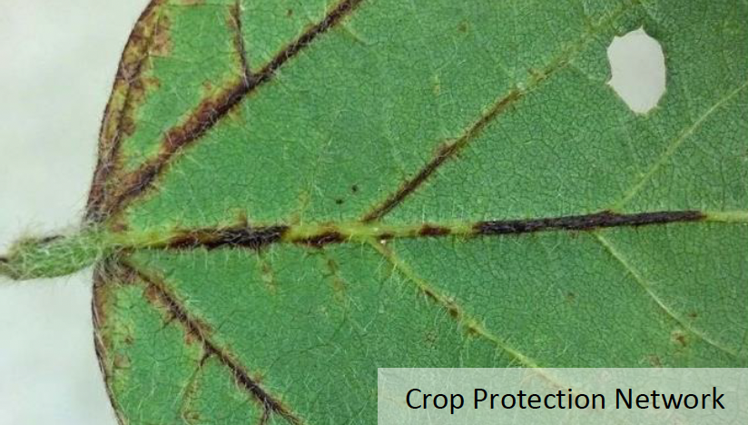 Underside of soybean leaf with necrosis from SVNV