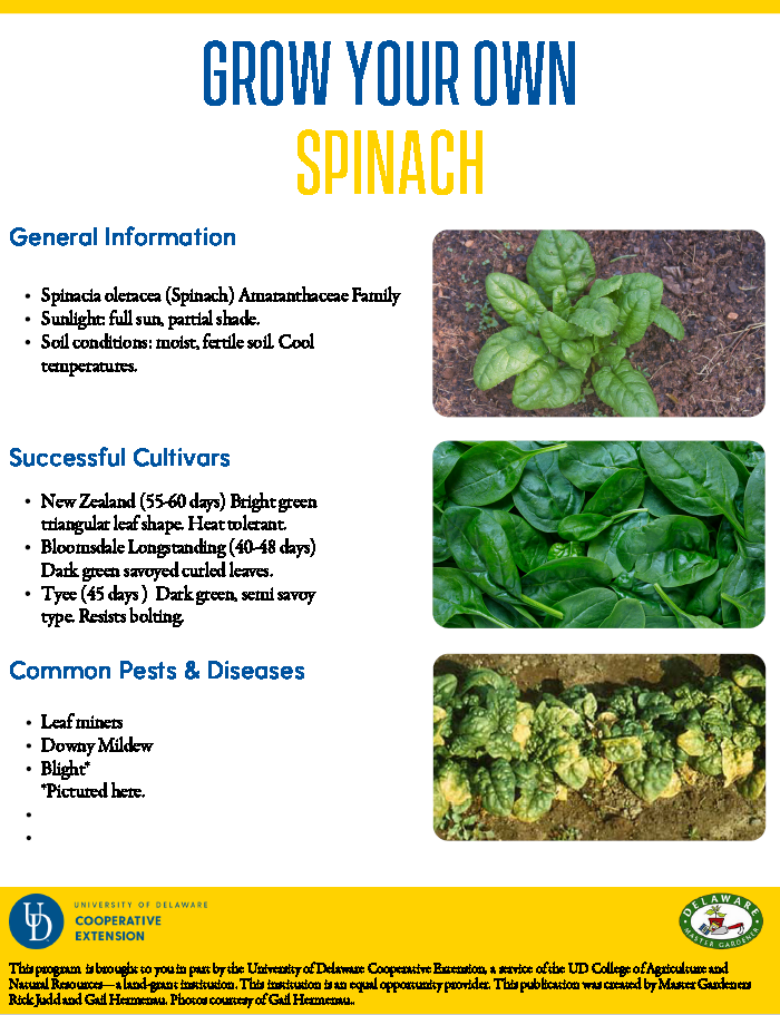 Spinach  Fact Sheet Thumbnail