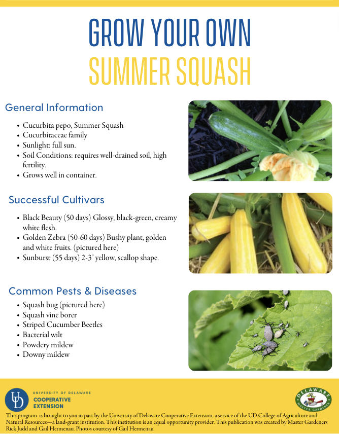 A thumbnail of the summer squash factsheet
