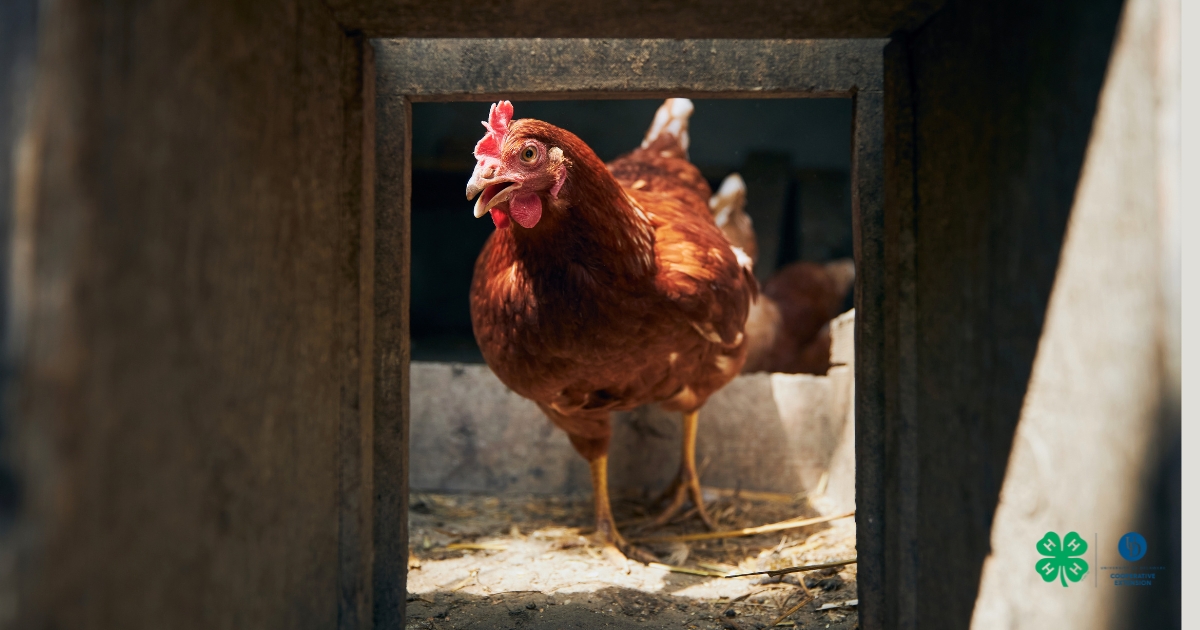 A chicken in a coop A chicken in a coop