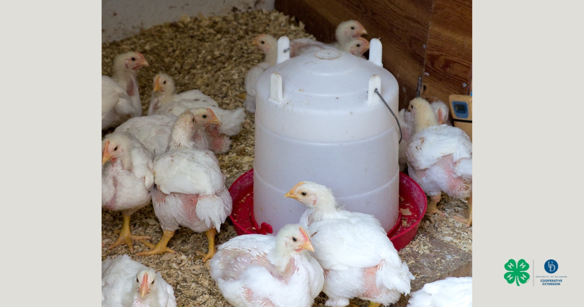 Chickens drinking from a water dispenser Chickens drinking from a water dispenser