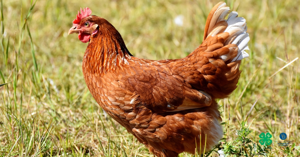 A chicken in the grass A chicken in the grass