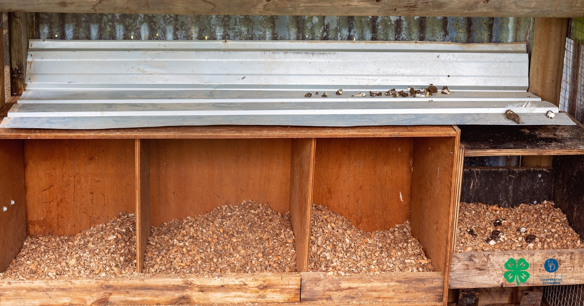 Nesting boxes (one box per 3-4 hens) Nesting boxes (one box per 3-4 hens)