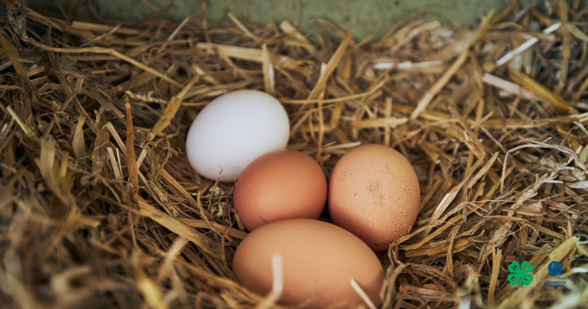 Bedding (pine shavings, straw, or hay) Bedding (pine shavings, straw, or hay)