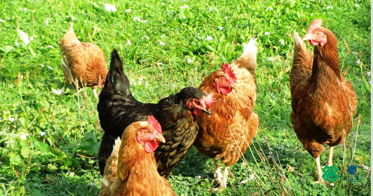 A backyard flock A backyard flock