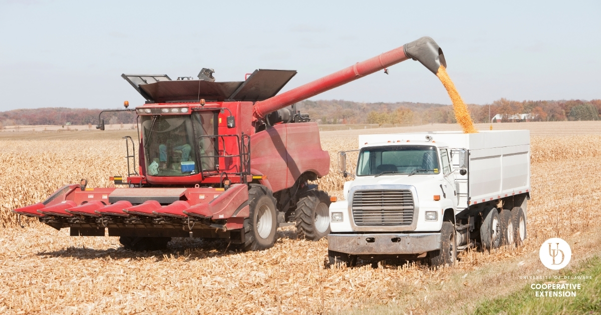A combine with auger transferring corn into a dump truck body A combine with auger transferring corn into a dump truck body