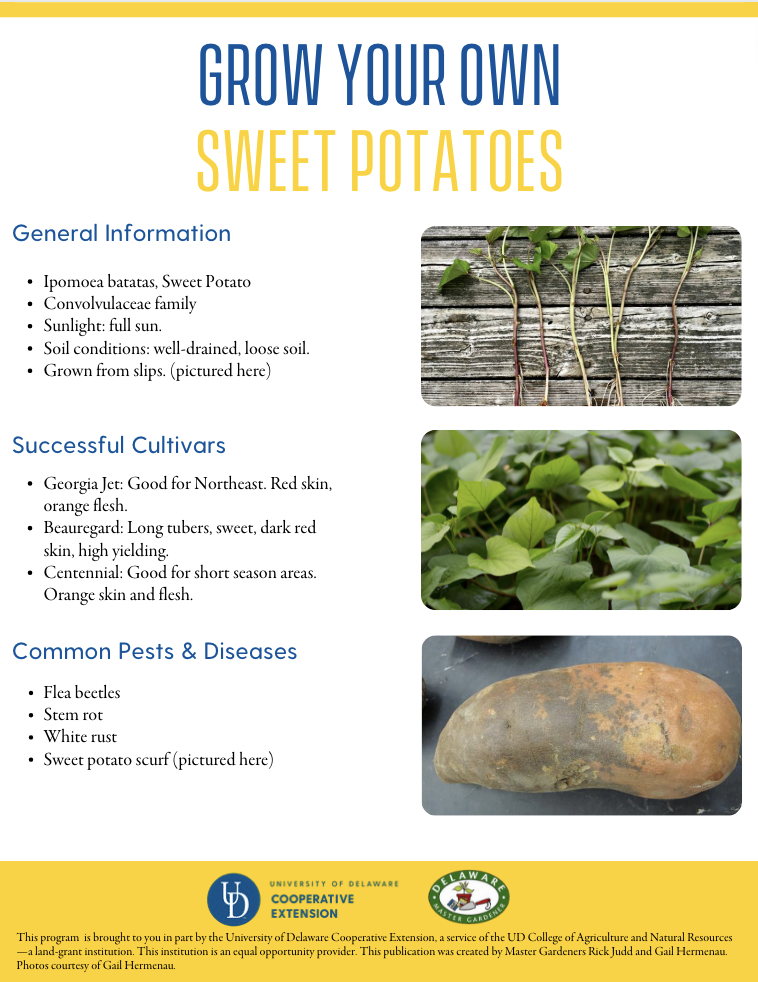 A thumbnail of the Sweet Potatoes factsheet