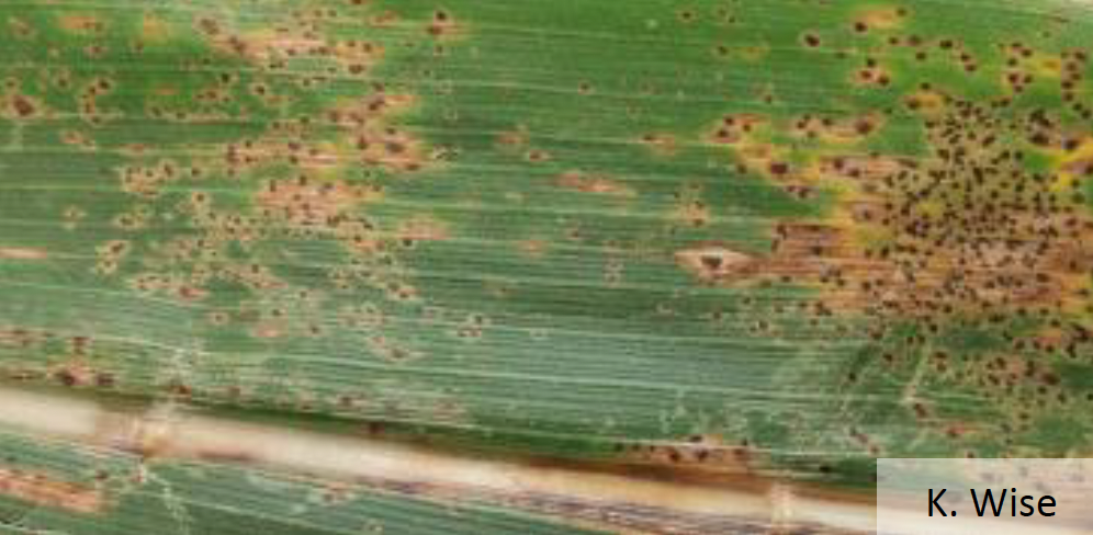 Fig 2: Tar spot on a corn leaf