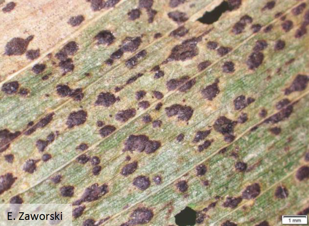 Fig 3: Fungal structures of tar spot on a corn leaf
