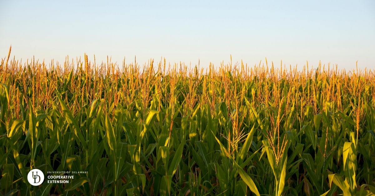 A view of a cornfield A view of a cornfield