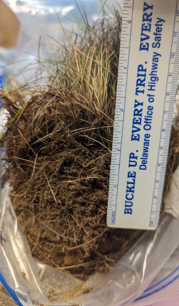 Fig. 3: Thatch in cool-season grass exceeding 2”