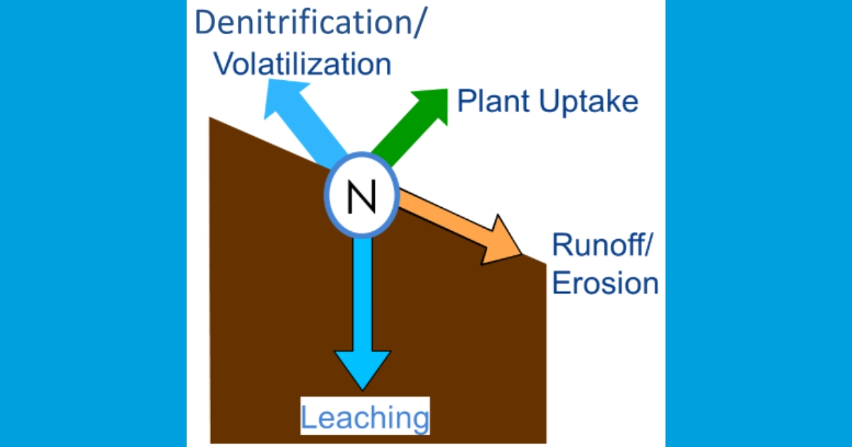 den1 - 1 Figure 1. Simplified depiction of the mechanisms of N loss from agricultural fields. Figure credit: Amy Shober, University of Delaware.