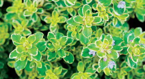 Thyme photo courtesy of Gail Hermenau. Thyme photo courtesy of Gail Hermenau.