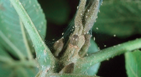 Spider mites in thyme photo courtesy of Gail Hermenau. Spider mites in thyme photo courtesy of Gail Hermenau.