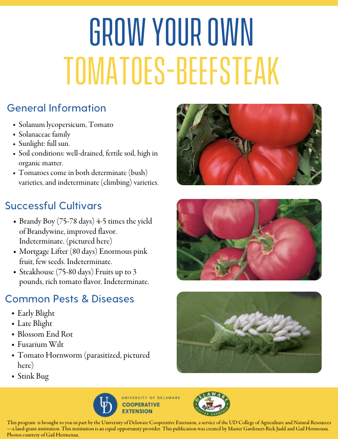 A thumbnail of the slicer beefsteak factsheet