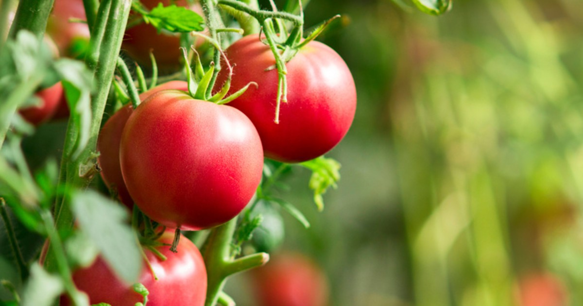 Tomatoes roots in the soil