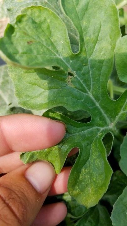 A young watermelon leaf with stippling characteristic of moderate TSSM infestation