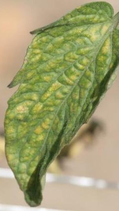 An older tomato leaf displaying spider mite-induced leaf yellowing.