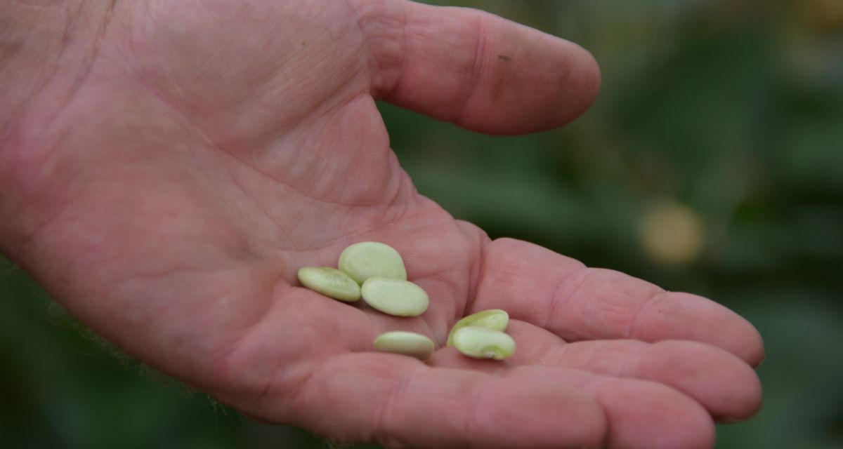 hand holding lima beans