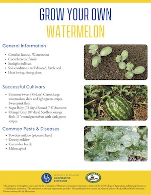 A thumbnail of the watermelon factsheet