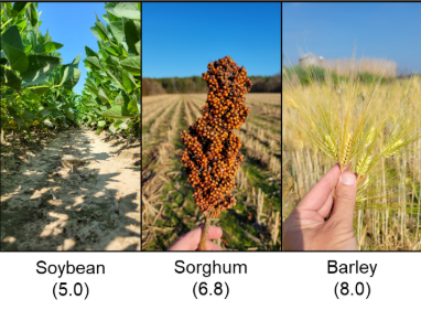 Figure 2: Three crops grown on Delmarva with their relative salt tolerance based on electrical conductivity of a paste extraction (ECe) (photo: Jarrod Miller).