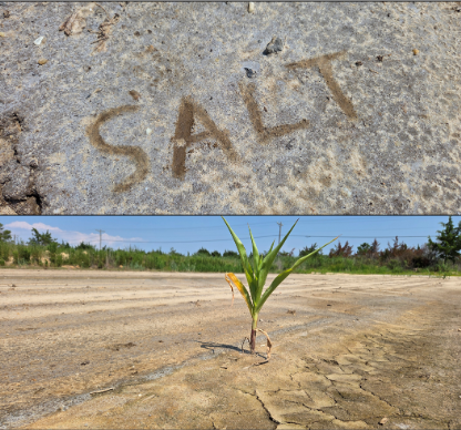 Figure 1: Cumulative salts can cause soil dispersion and reduce water infiltration (top). Crop yields may decline due to specific salts (Na) or excess cumulative salts, which can have a lower threshold than salinity classifications may require.