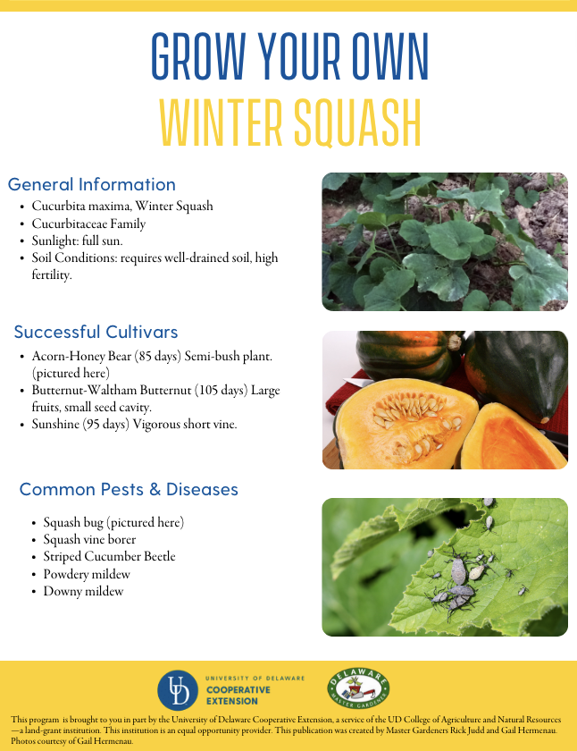 A thumbnail of the Winter Squash factsheet