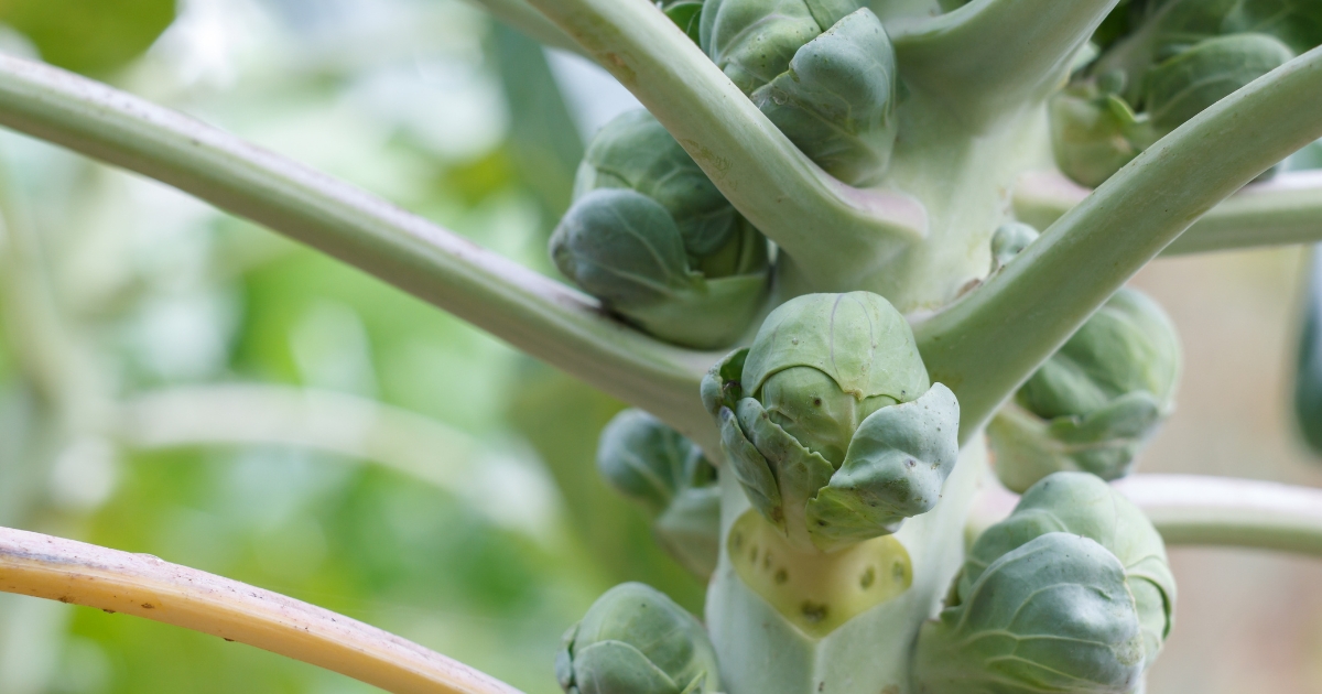 Brussels sprouts growing in a field
