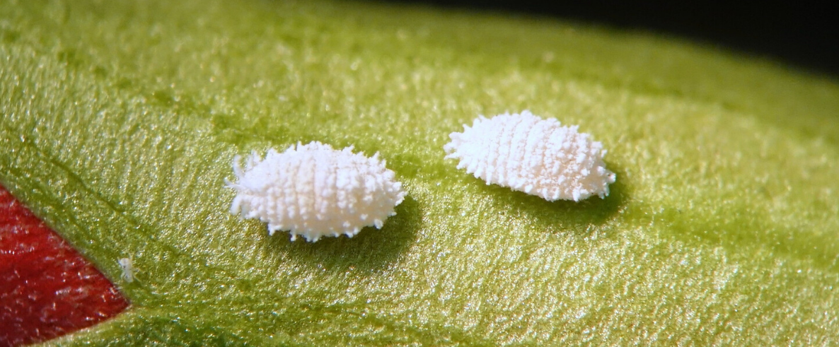 Mealybugs on a plant.