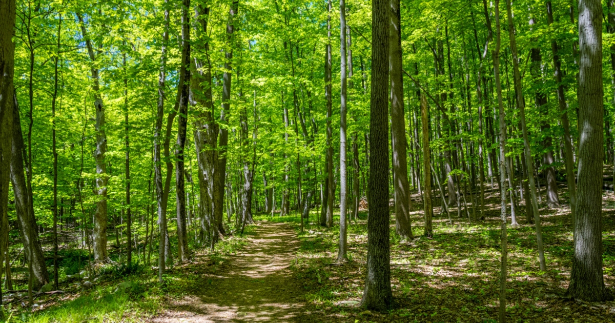 A forested area.