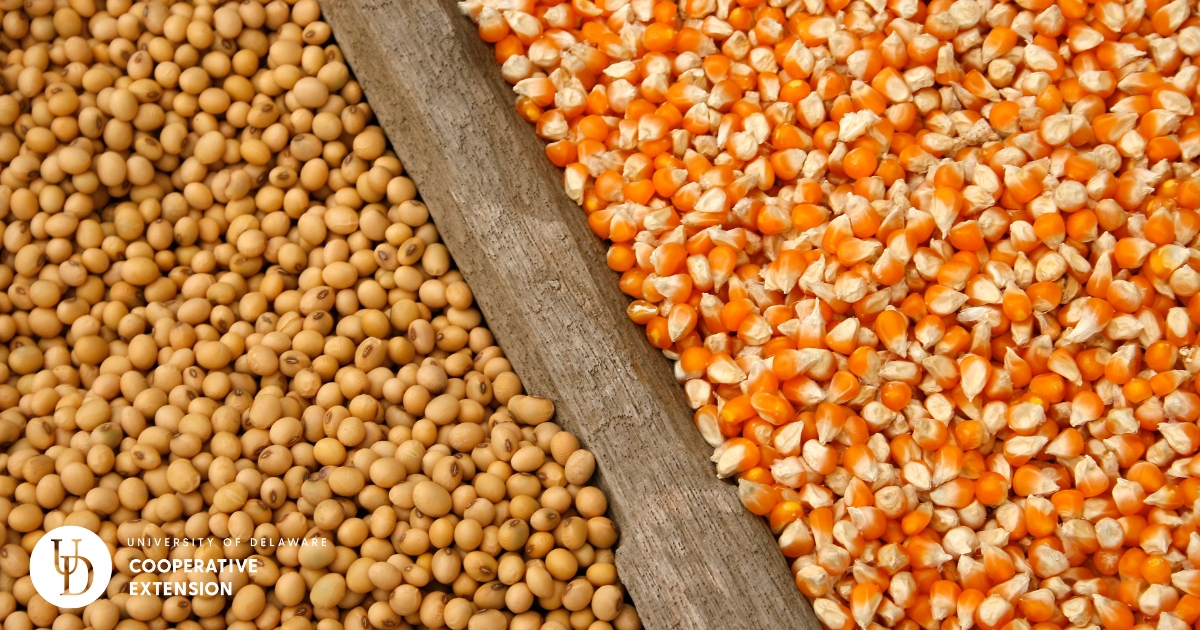 Soybeans and corn after being harvested Soybeans and corn after being harvested