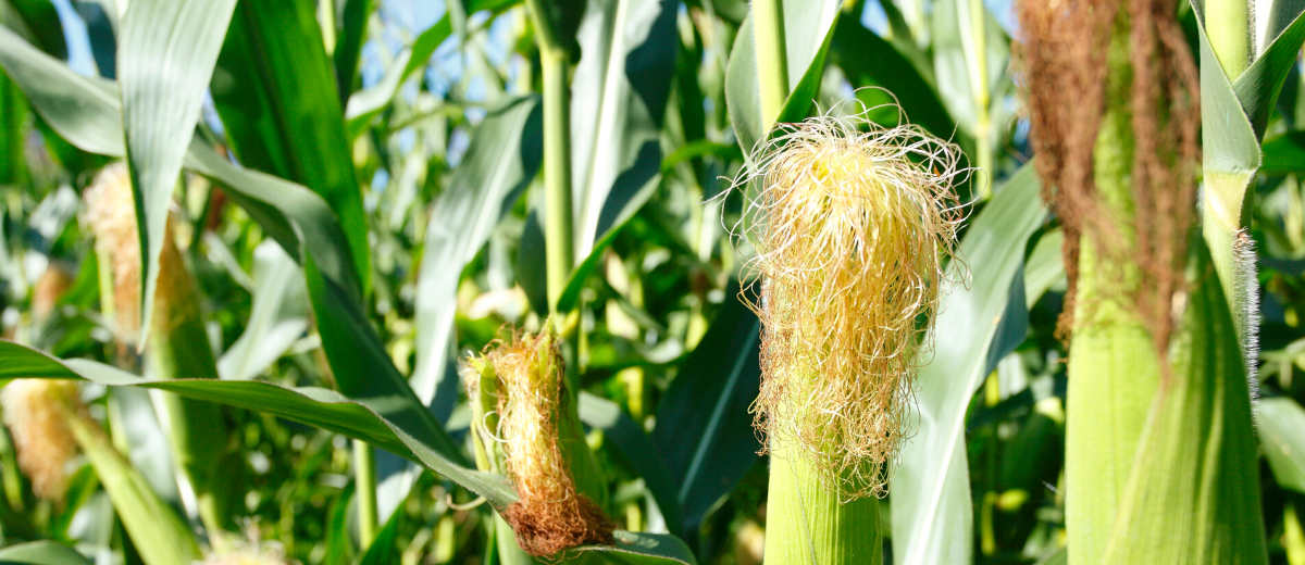 corn in a field