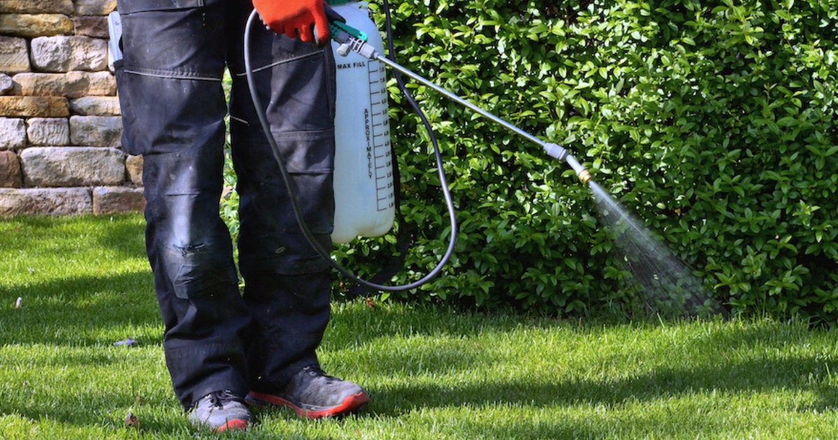 A person applying fertilizers to a lawn.
