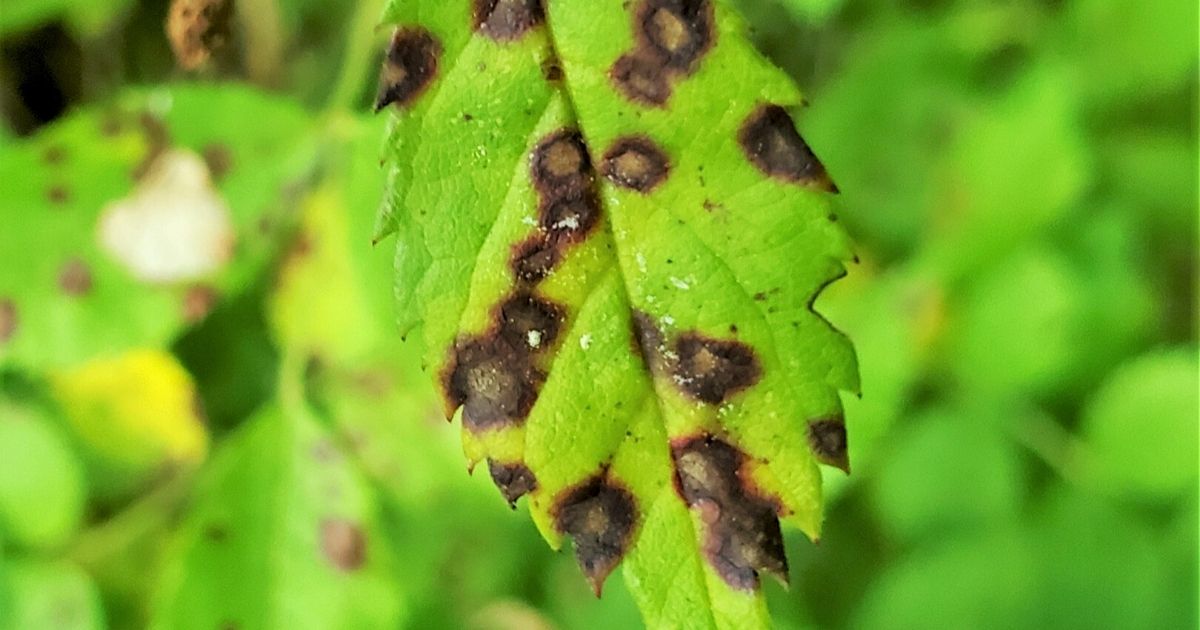 Spotted brown disease spots on a leaf.