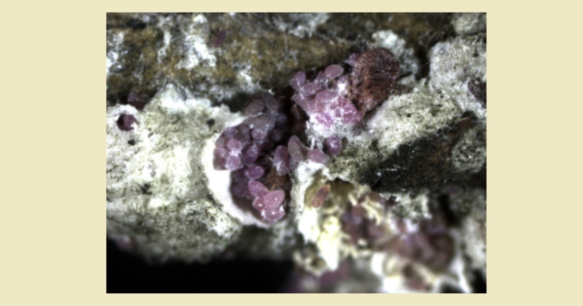 Photo Credit: Jill Pollock, Diagnostician, University of Delaware