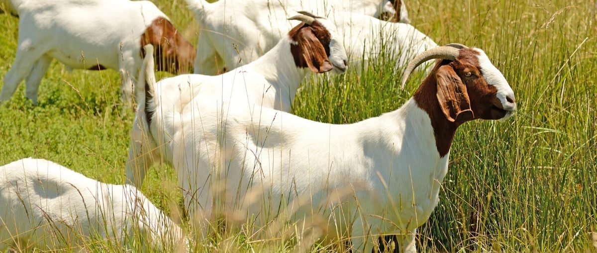Small ruminant goats.