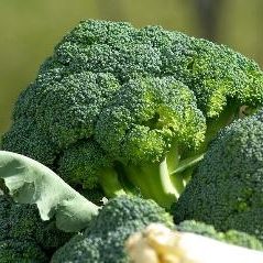 Fresh cut broccolli