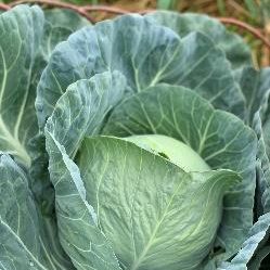 A fresh green cabbage growing