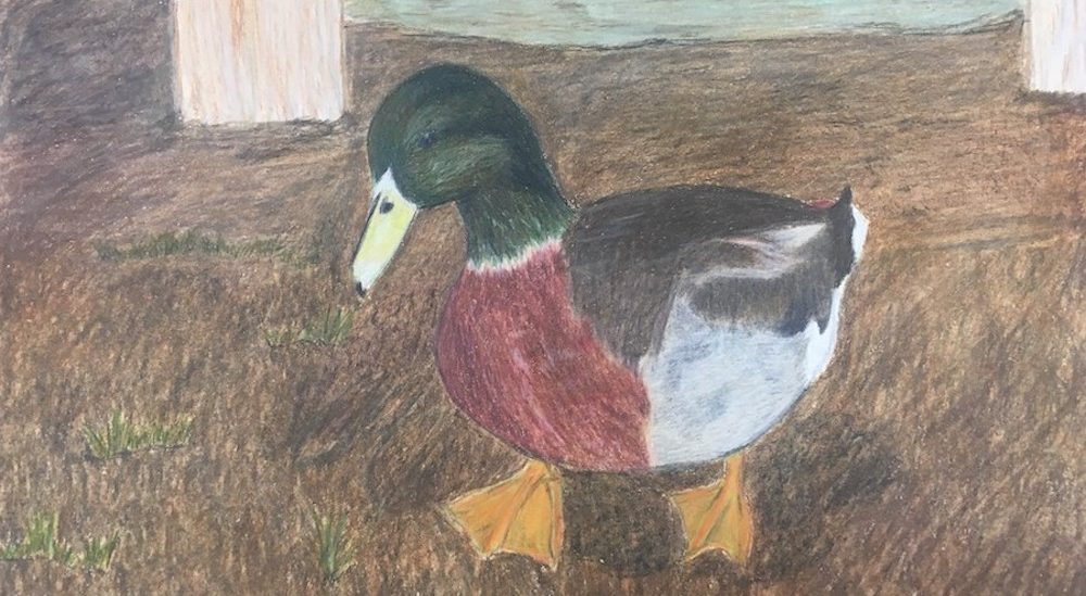 2019 Junior Duck Stamp Winning Artwork by DorothyMcCormick