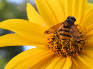 A bee on a flower