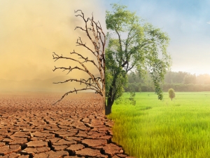 a tree with two scenarios, dry on the left and beautiful on right