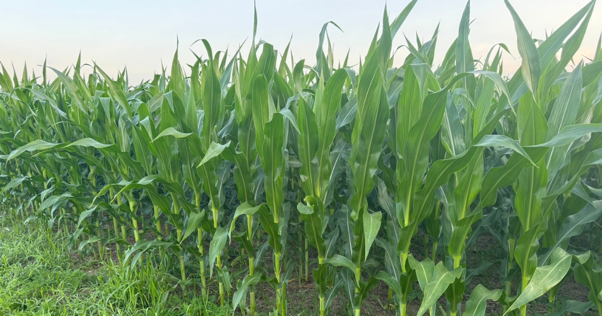 The edge of a corn feild on a hot June day